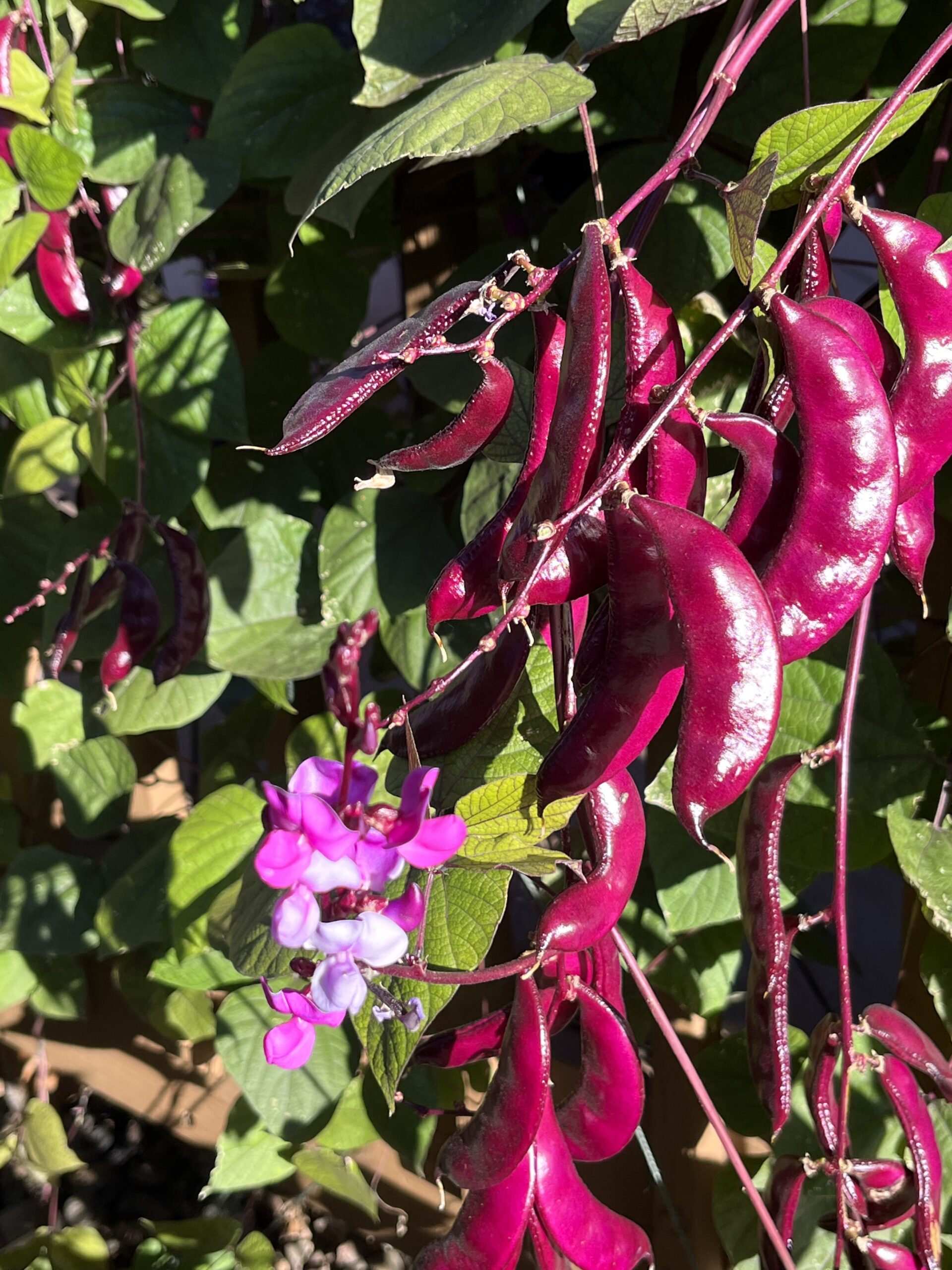 Plant Finder Shop -Plant Finder Shop 1096HyacinthBean2 Connie Huffaker scaled 1
