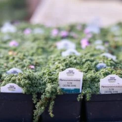 Elfin Creeping Thyme 9 Elfin Creeping Thyme -Plant Finder Shop 240403 clinton 6632 elfin creeping thyme