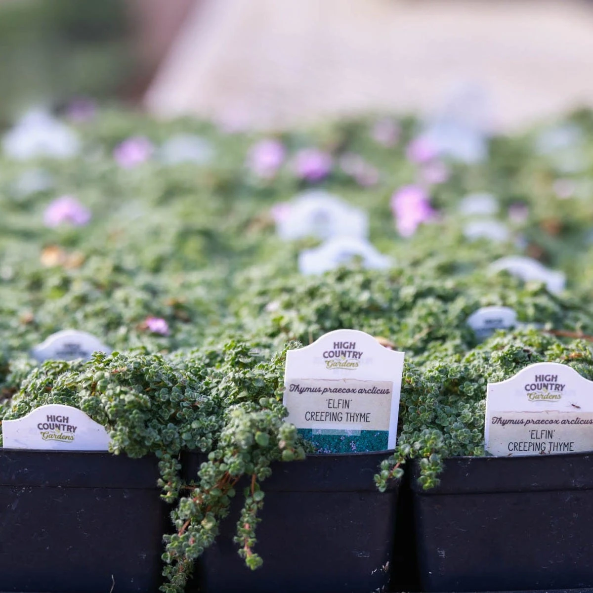 Elfin Creeping Thyme 6 Elfin Creeping Thyme - Image 4