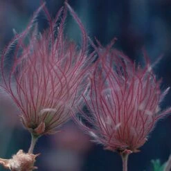 Apache Plume (Fallugia) -Plant Finder Shop 51450a up close 2 fallugia parad