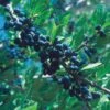 Berry Girl New Mexico Privet 2 Berry Girl New Mexico Privet -Plant Finder Shop 52550a forestiera neomexicana 1