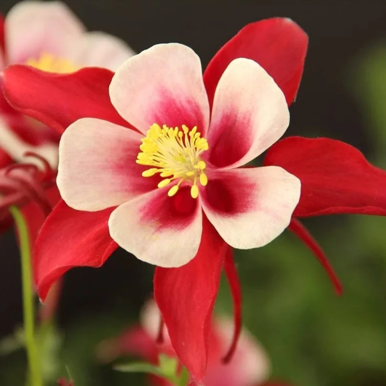 Plant Finder Shop -Plant Finder Shop 5cdd9c0074ad689941bb77e93852ed3d