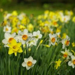 Endless Daffodil Bulb Collection -Plant Finder Shop 60 days daffodils sq
