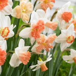 Endless Daffodil Bulb Collection -Plant Finder Shop 60 days of daffodils narcissus mix