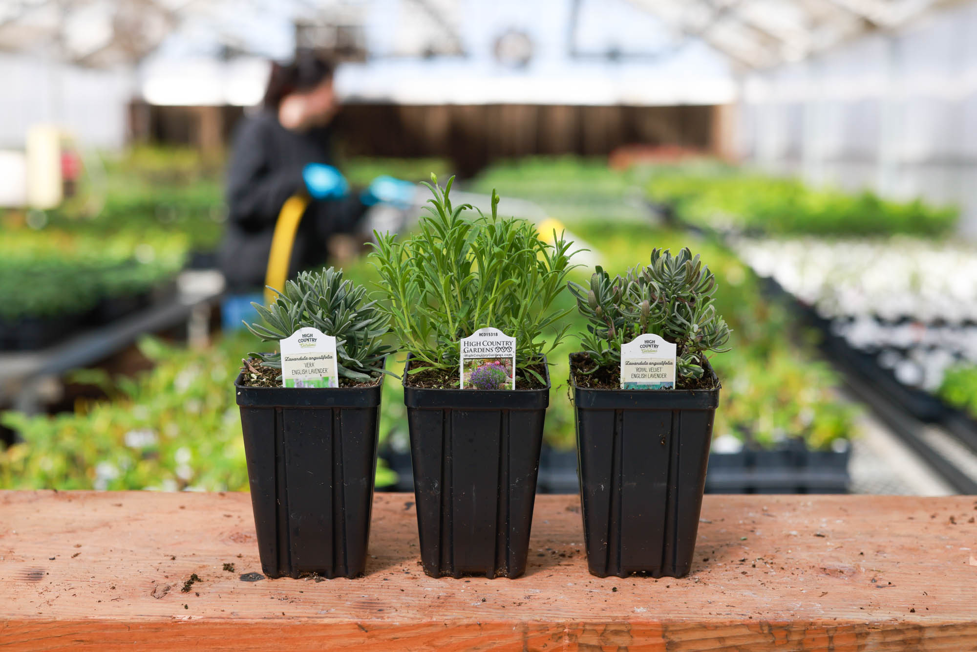 Plant Finder Shop -Plant Finder Shop 676309ee0fa3d450531939