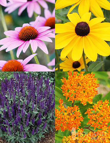 Plant Finder Shop -Plant Finder Shop 79221 deer resistant sun garden