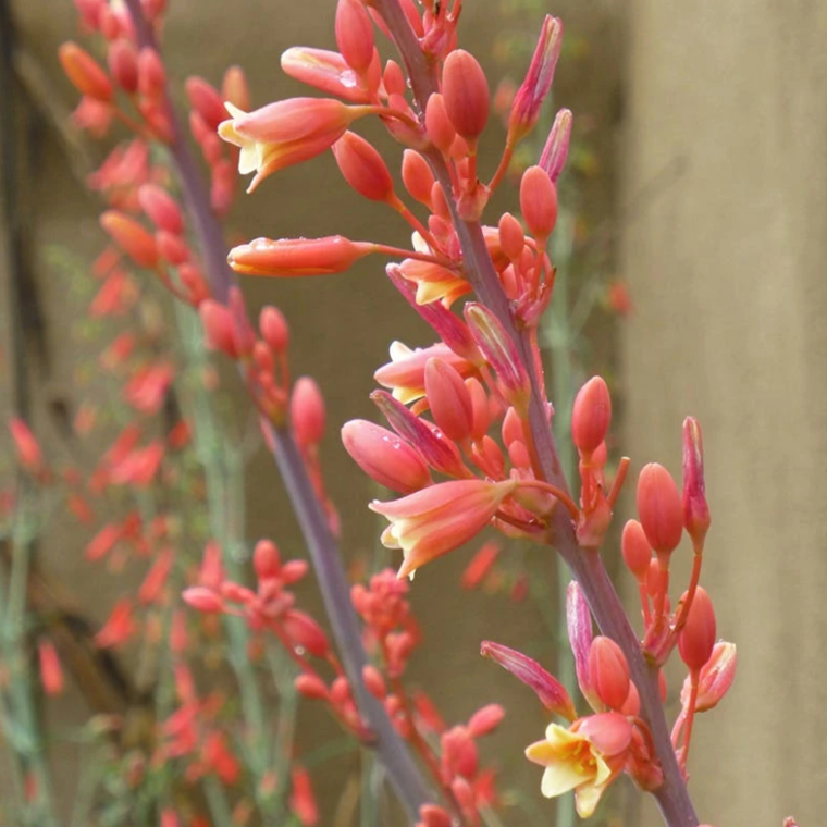 Plant Finder Shop -Plant Finder Shop 83a946ba8b4832c8e42ea1aad8cb876f