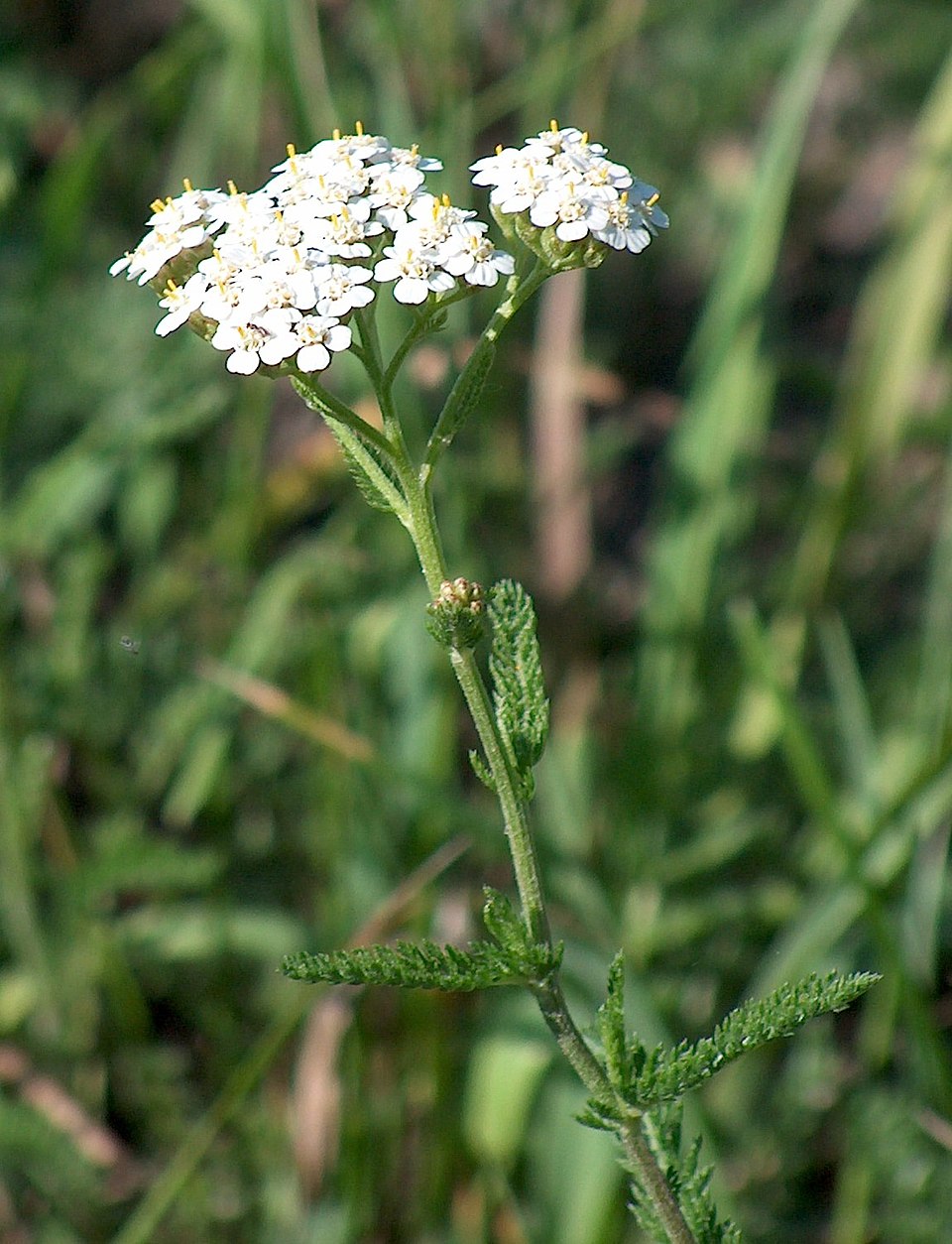 Plant Finder Shop -Plant Finder Shop 960px Achillea millefolium