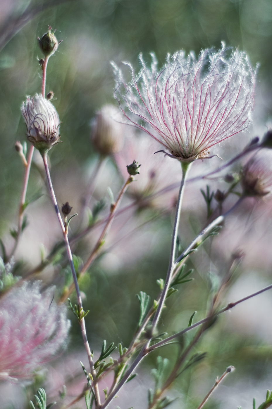 Plant Finder Shop -Plant Finder Shop