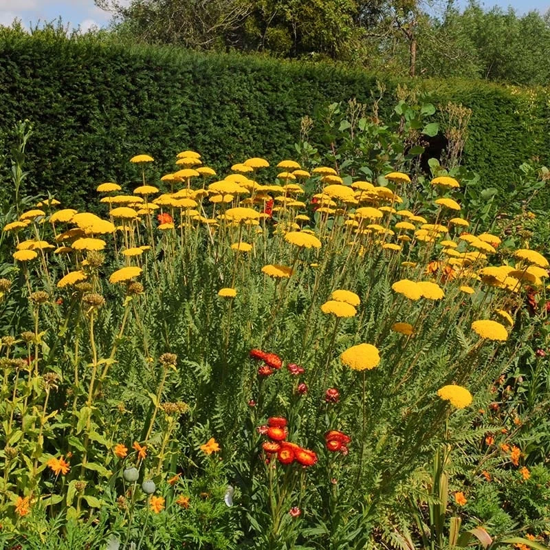 Coronation Gold Yarrow 5 Coronation Gold Yarrow - Image 3