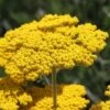 Some Like It Hot Collection 1 Some Like It Hot Collection -Plant Finder Shop achillea coronation gold yarrow 47 1
