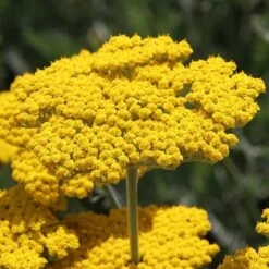 My Soil Is Like A Brick Collection -Plant Finder Shop achillea coronation gold yarrow 47 1