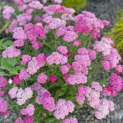 New Vintage™ Violet Yarrow -Plant Finder Shop achillea millefolium new vintage violet yarrow 3