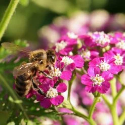 New Vintage™ Violet Yarrow -Plant Finder Shop achillea millefolium new vintage violet yarrow 4