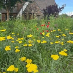Moonshine Yarrow -Plant Finder Shop achillea moonshine yarrow 3