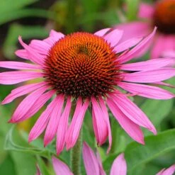 Ruby Star Echinacea -Plant Finder Shop adobestock 1244448527 rubinstern sq