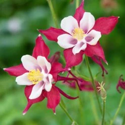 Red Hobbit Columbine -Plant Finder Shop adobestock 301486475 red hobbit sq