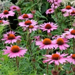 Ruby Star Echinacea -Plant Finder Shop adobestock 662705735 rubinstern sq