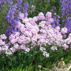 Fragrant Persian Stonecress (Aethionema)