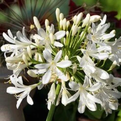 White Lily Of The Nile (Agapanthus) -Plant Finder Shop agapanthus cold hardy white 1