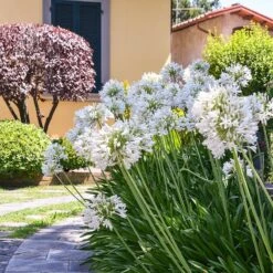White Lily Of The Nile (Agapanthus) -Plant Finder Shop agapanthus cold hardy white 3