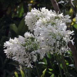 White Lily Of The Nile (Agapanthus) -Plant Finder Shop agapanthus cold hardy white 4