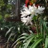 White Lily Of The Nile (Agapanthus) -Plant Finder Shop agapanthus cold hardy white cropped 19