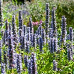 Black Adder Agastache -Plant Finder Shop agastache black adder 3