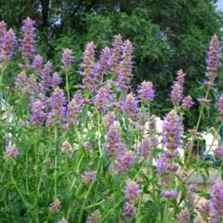 Blue Blazes Agastache -Plant Finder Shop agastache blue blazes 1