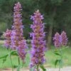 Blue Blazes Agastache -Plant Finder Shop agastache blue blazes 2