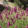 Agastache Cana 1 Agastache Cana -Plant Finder Shop agastache cana 1