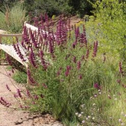 Agastache Cana 8 Agastache Cana -Plant Finder Shop agastache cana 3