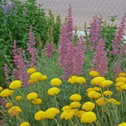 Desert Solstice Agastache -Plant Finder Shop agastache desert solstice achillea gold plate