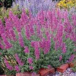 Desert Solstice Agastache -Plant Finder Shop agastache desert solstice bush