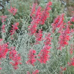 Summer Showstopper Pre-Planned Garden 18 Summer Showstopper Pre-Planned Garden -Plant Finder Shop agastache glowing embers
