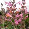 Kudos™ Ambrosia Agastache -Plant Finder Shop agastache kudos ambrosia terra nova cropped closeup 2