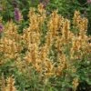 Kudos™ Gold Agastache -Plant Finder Shop agastache kudos gold terra nova cropped 2 2