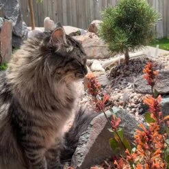 Kudos™ Mandarin Agastache 8 Kudos™ Mandarin Agastache -Plant Finder Shop agastache kudos mandarin 2