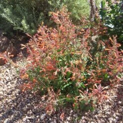 Kudos™ Mandarin Agastache 9 Kudos™ Mandarin Agastache -Plant Finder Shop agastache kudos mandarin 3