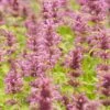Agastache Neomexicana -Plant Finder Shop agastache neomexicana