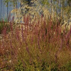 Red Happiness Agastache 10 Red Happiness Agastache -Plant Finder Shop agastache red happiness fall