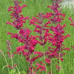 Plant Finder Shop -Plant Finder Shop agastache red happiness 1 1
