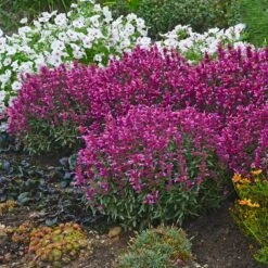 Rosie Posie Agastache 9 Rosie Posie Agastache -Plant Finder Shop agastache rosie posie 4