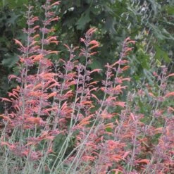 Jumbo Waterwise Extension Collection -Plant Finder Shop agastache rupestris wwg cropped