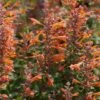 Tango Agastache 1 Tango Agastache -Plant Finder Shop agastache tango hummingbird mint 2