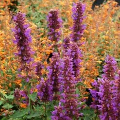Blue Boa Agastache -Plant Finder Shop agastache blue boa 1b 1 with apricot sprite 2