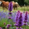 Blue Boa Agastache -Plant Finder Shop agastache blue boa 3b cropped 2