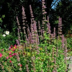 Agastache Neomexicana 7 Agastache Neomexicana -Plant Finder Shop agastache neomexicana in the garden