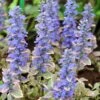 Silver Queen Ajuga -Plant Finder Shop ajuga silver queen 1