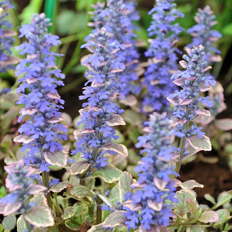 Silver Queen Ajuga 3 Silver Queen Ajuga